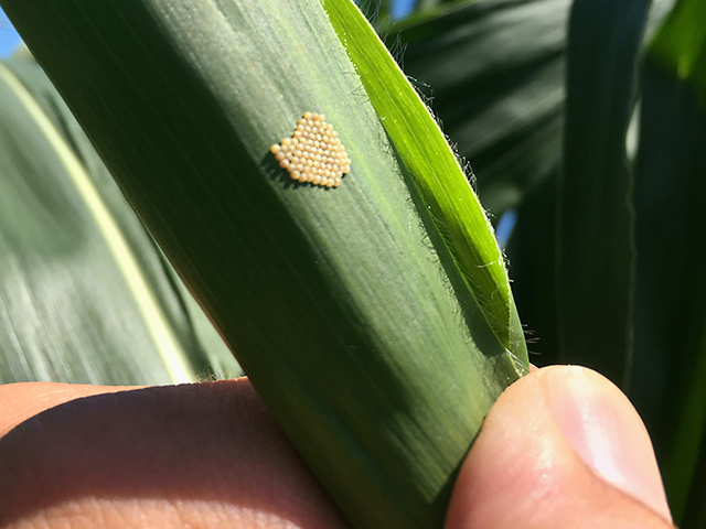 Western bean cutworm females lay egg clusters on leaves of corn, Image by Scott Williams